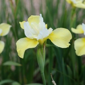 Iris Butter and Sugar