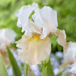 Iris Champagne Elegance