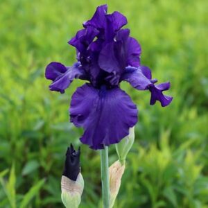 Iris Dusky Challenger