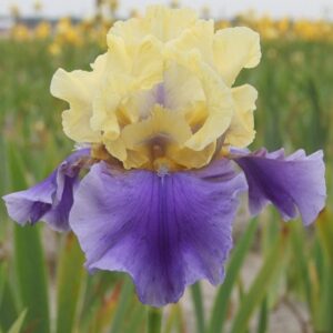 Iris Edith Wolford