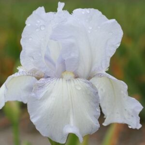 Iris English Cottage