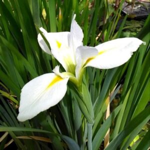Iris Her Royal Highness