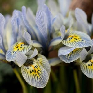Iris Katharine Hodgkin (Reticulata)