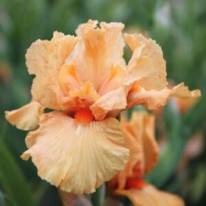 Iris Maid of Orange