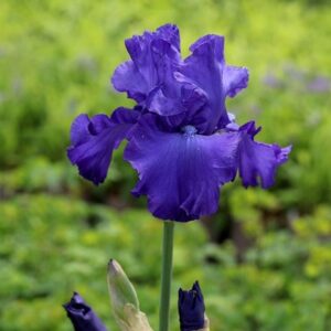 Iris Mer du Sud