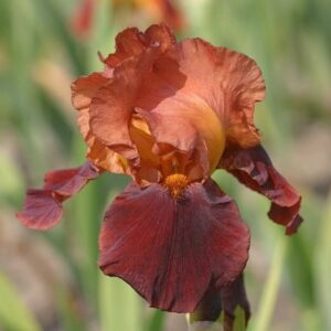 Iris Natchez Trace