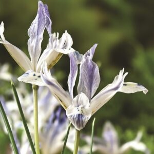 Iris Painted Lady (Reticulata)