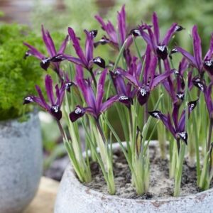 Iris Pauline (Reticulata)