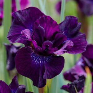 Iris Purplelicious
