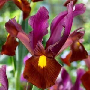 Iris Red Ember
