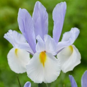 Iris Silvery Beauty