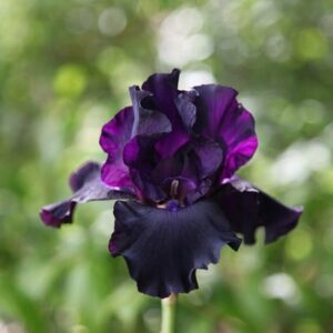 Iris Superstition