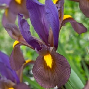 Iris Tigereye