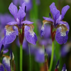 Iris Tropic Night