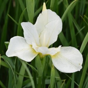 Iris White Swirl