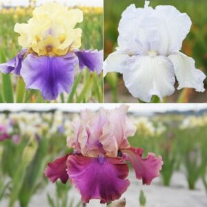 Iris collection