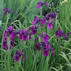 Iris ensata