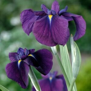 Iris ensata Variegata