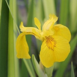 Iris pseudacorus Variegata