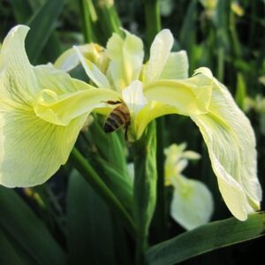 Iris pseudacorus var. bastardii