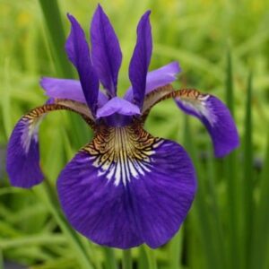 Iris sibirica