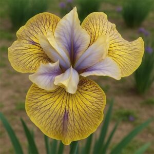 Iris sibirica Lime Street Blues