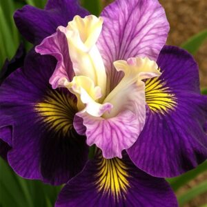 Iris sibirica On Mulberry Street