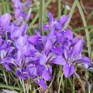 Iris unguicularis