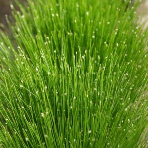 Isolepis cernua