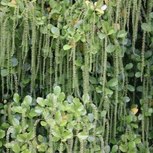 Itea ilicifolia