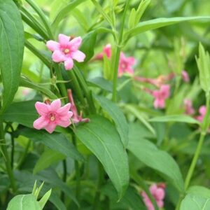 Jasminum beesianum