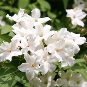 Jasminum officinale