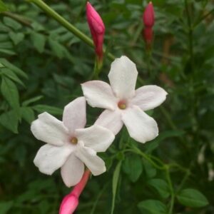Jasminum officinale Inverleith