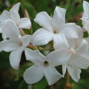 Jasminum officinale f. affine