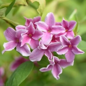 Jasminum × stephanense Starry Starry Summer Scent ('Ganmin 1701') (PBR)