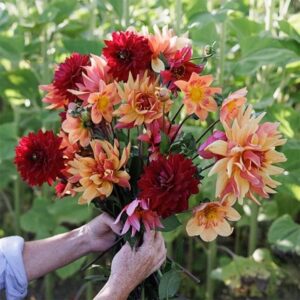 Jewel garden dahlia collection