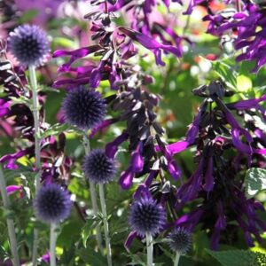 Jewel garden plant combination