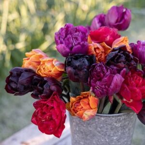 John's double jewels tulip collection