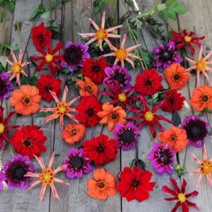 John's pollinator 5 varieties dahlia collection