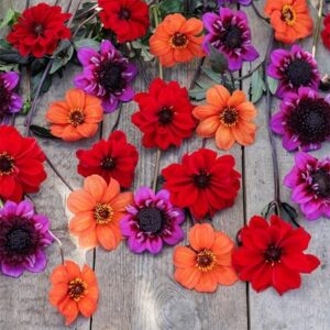 John's pollinator dahlia collection