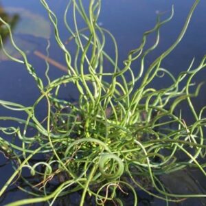 Juncus effusus f. spiralis