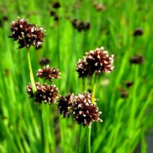 Juncus ensifolius