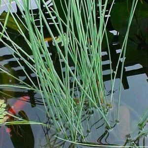 Juncus inflexus