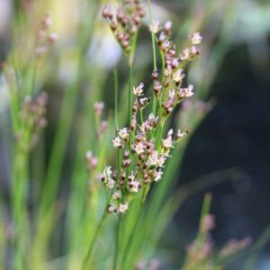 Juncus maritimus