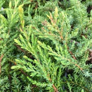 Juniperus communis Green Carpet