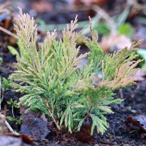 Juniperus horizontalis Limeglow