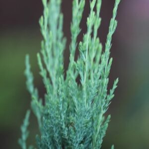 Juniperus scopulorum Blue Arrow