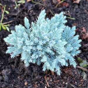 Juniperus squamata Blue Star