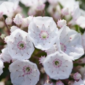 Kalmia latifolia f. myrtifolia Elf