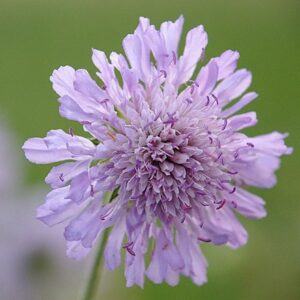 Knautia arvensis